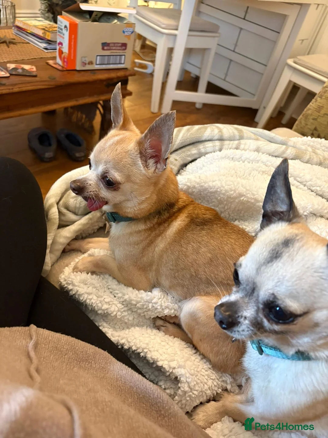 Chihuahua dogs for adoption: Mocha & Blue, bonded chihuahuas for rehoming - Advert 1