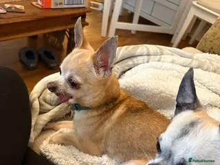 Chihuahua dogs Mocha & Blue, bonded chihuahuas for rehoming - Advert 1