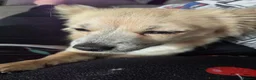 Chihuahua dogs for sale: Chihuahua female - Advert 3