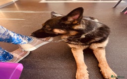 German Shepherd dogs for sale: Beautiful Lovely Boy Looking For A Better Fit - Image 6
