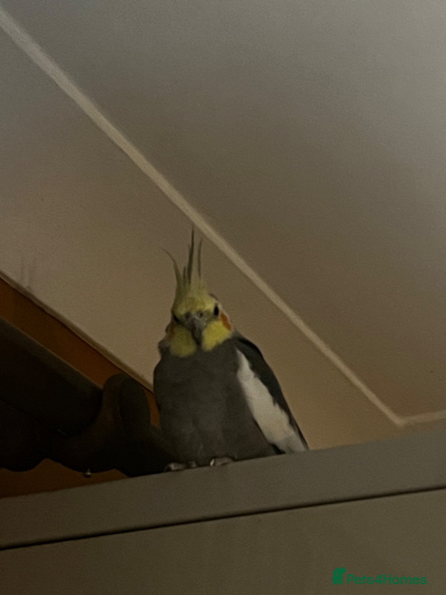 Cockatiels birds Gorgeous little Cockatiel - Advert 2