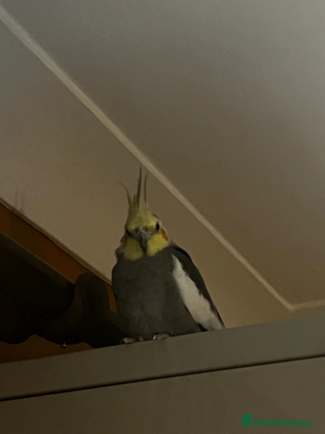 Cockatiels birds for sale: Gorgeous little Cockatiel in London - Advert 2