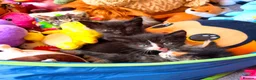 Mixed Breed cats for sale: 5 kittens, Bristol. - Advert 7