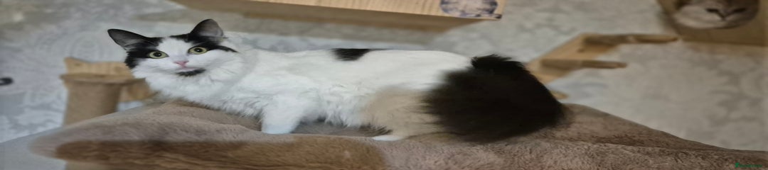 Scottish Fold Kitten 2