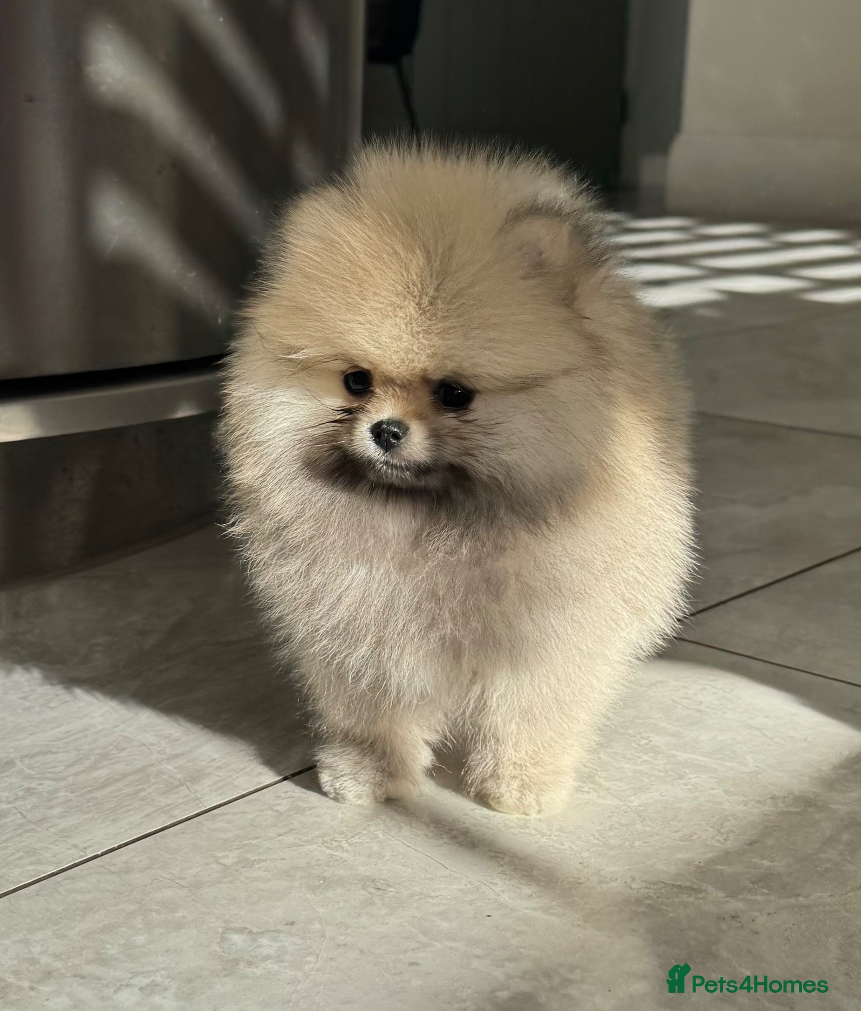 Pomeranian dogs TINY Champion Lines Teddy Faced Pomeranians  - Advert 1