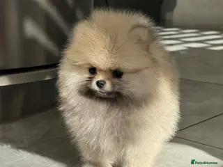 Pomeranian dogs TINY Champion Lines Teddy Faced TRUE Pomeranians - Advert 1