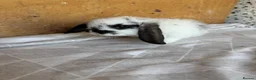 French Lop rabbits for sale: French lop babies  - Advert 15