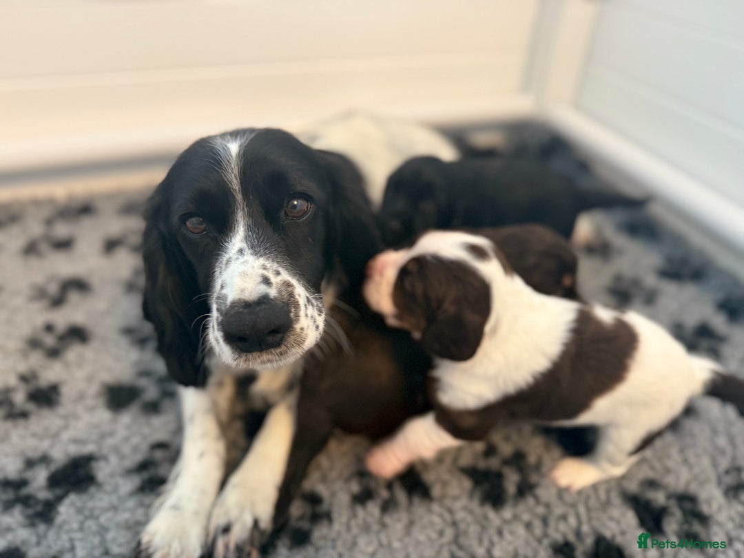 Cocker Spaniel dogs for sale: Beautiful Kc Working Cocker Spaniel Puppies - Image 10