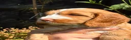 Sproodle dogs for sale: Sproodle f1b  - Advert 10