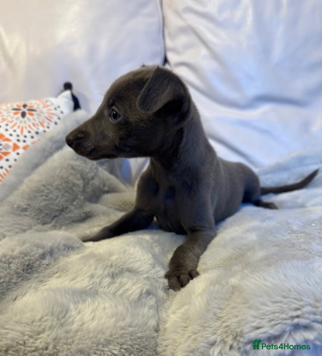 Whippet dogs for sale: Blue KC Whippet Bitch Pup ready now - Advert 6