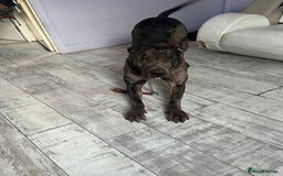 Cane Corso dogs for sale: 2 year old Cane corso - Image 2