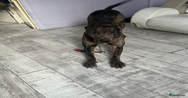 Cane Corso dogs - Advert 5