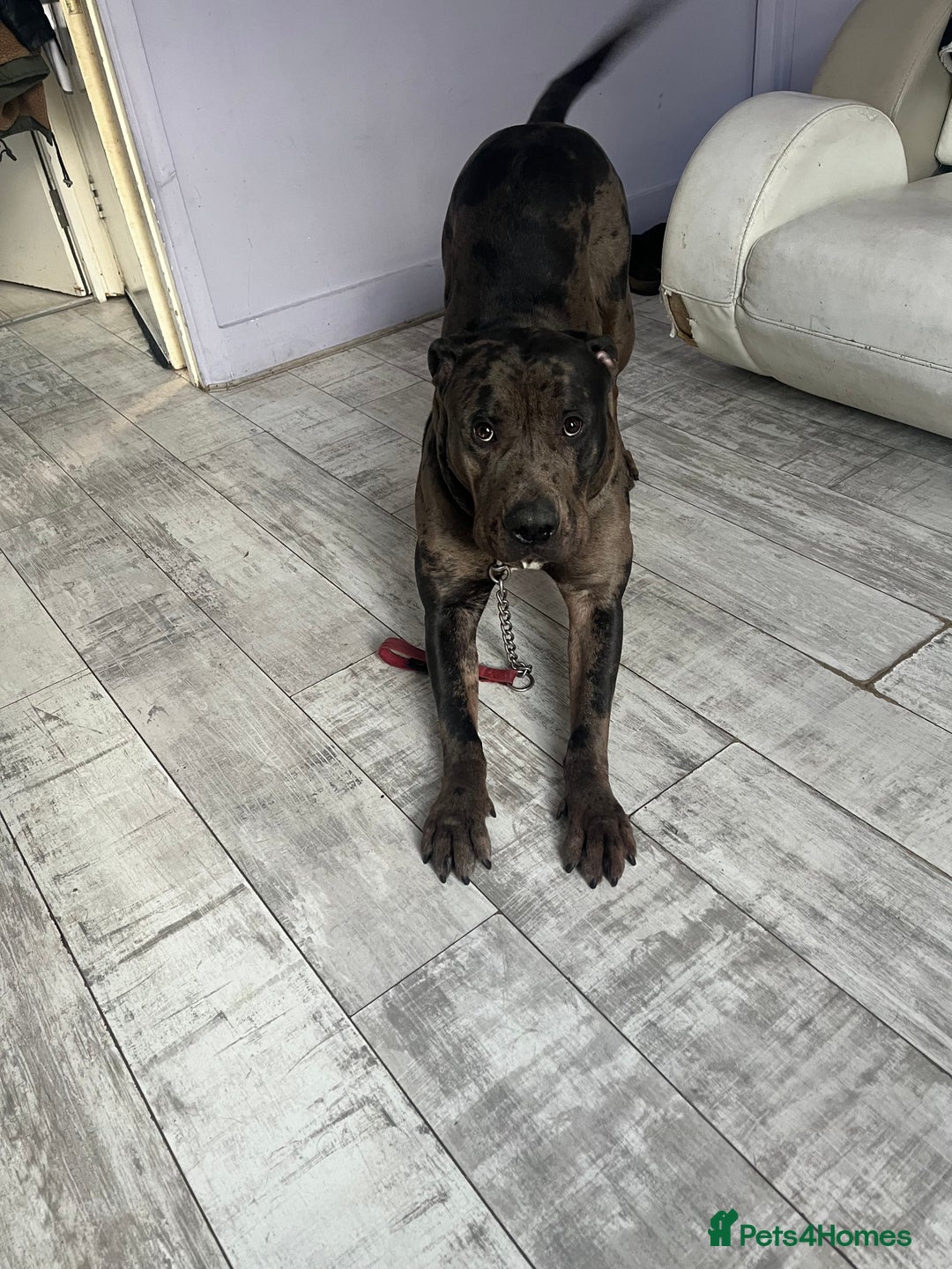 Cane Corso dogs for sale: 2 year old Cane corso - Image 2