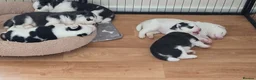Siberian Husky dogs for sale: Siberian Huskey Pups (1xM and 3xF) in Bathgate - Advert 12