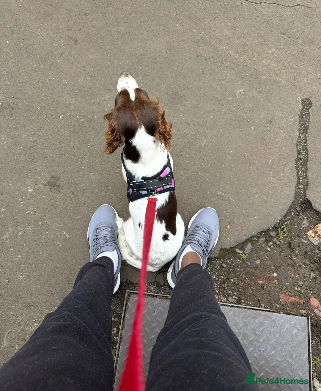 Mixed Breed dogs for sale: New Home For Lexi - Advert 1