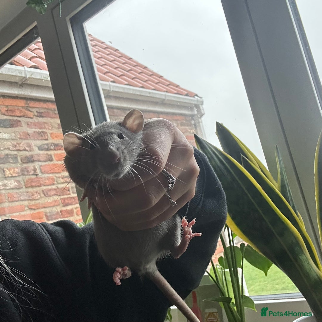 Rat rodents for sale: two friendly girls for sale 🩷 - Advert 1