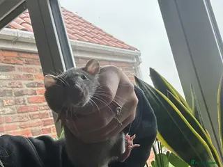 Rat rodents two friendly girls for sale 🩷 1 dumbo + 1 rex - Advert 3