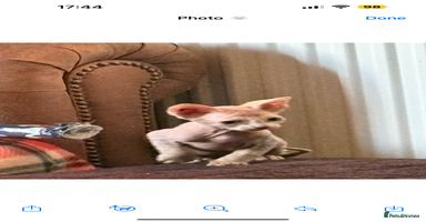 Sphynx cats - Advert 5