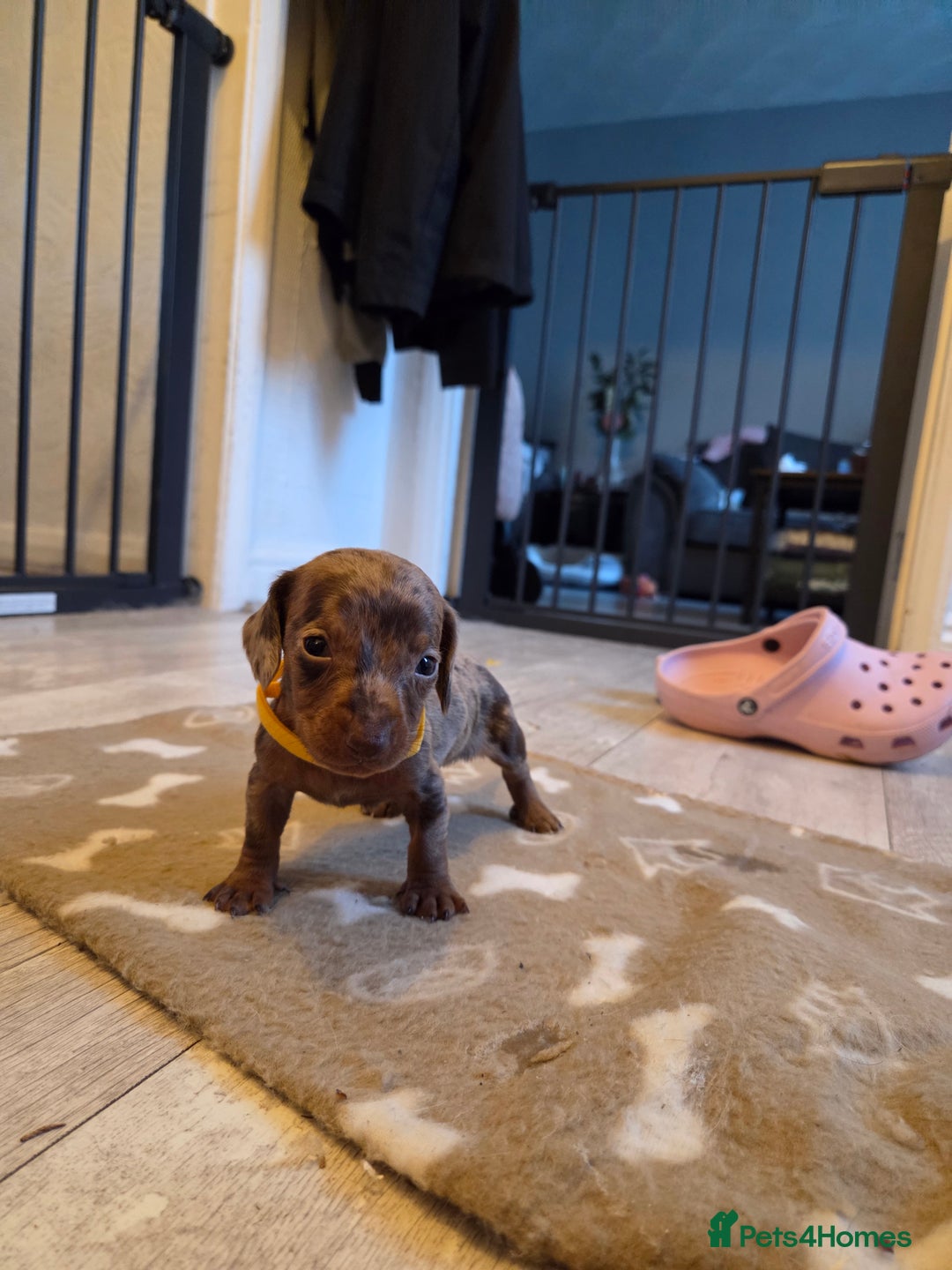 Miniature Dachshund dogs for sale: Ready to go 3/12/25 - stunning coloured Dachsunds - Image 11