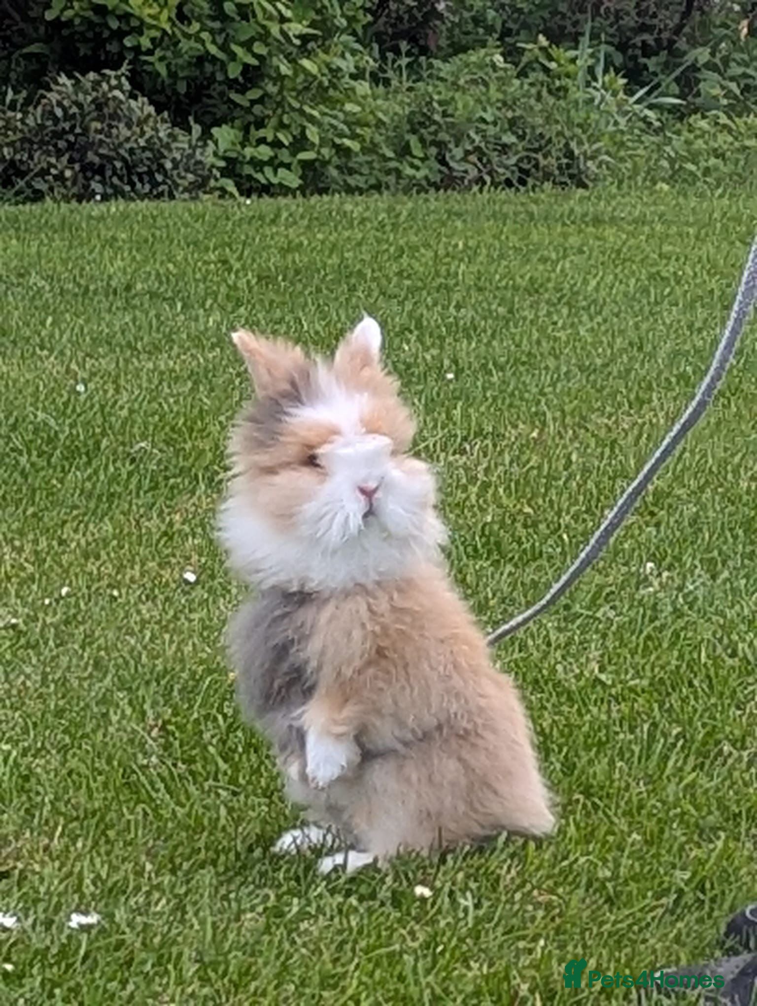Lionhead rabbits Lionhead rabbit with cage - Advert 2