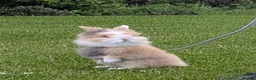 Lionhead rabbits for sale: Lionhead rabbit with cage - Advert 1