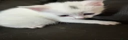 Mixed Breed cats for sale: Gorgeous white male kitten  in Mexborough - Advert 4