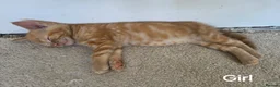 Mixed Breed cats for sale: Ginger Tabby Kittens - Advert 4