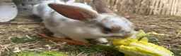 Mixed Breed rabbits for sale: Mixed lop ready to go  - Advert 3
