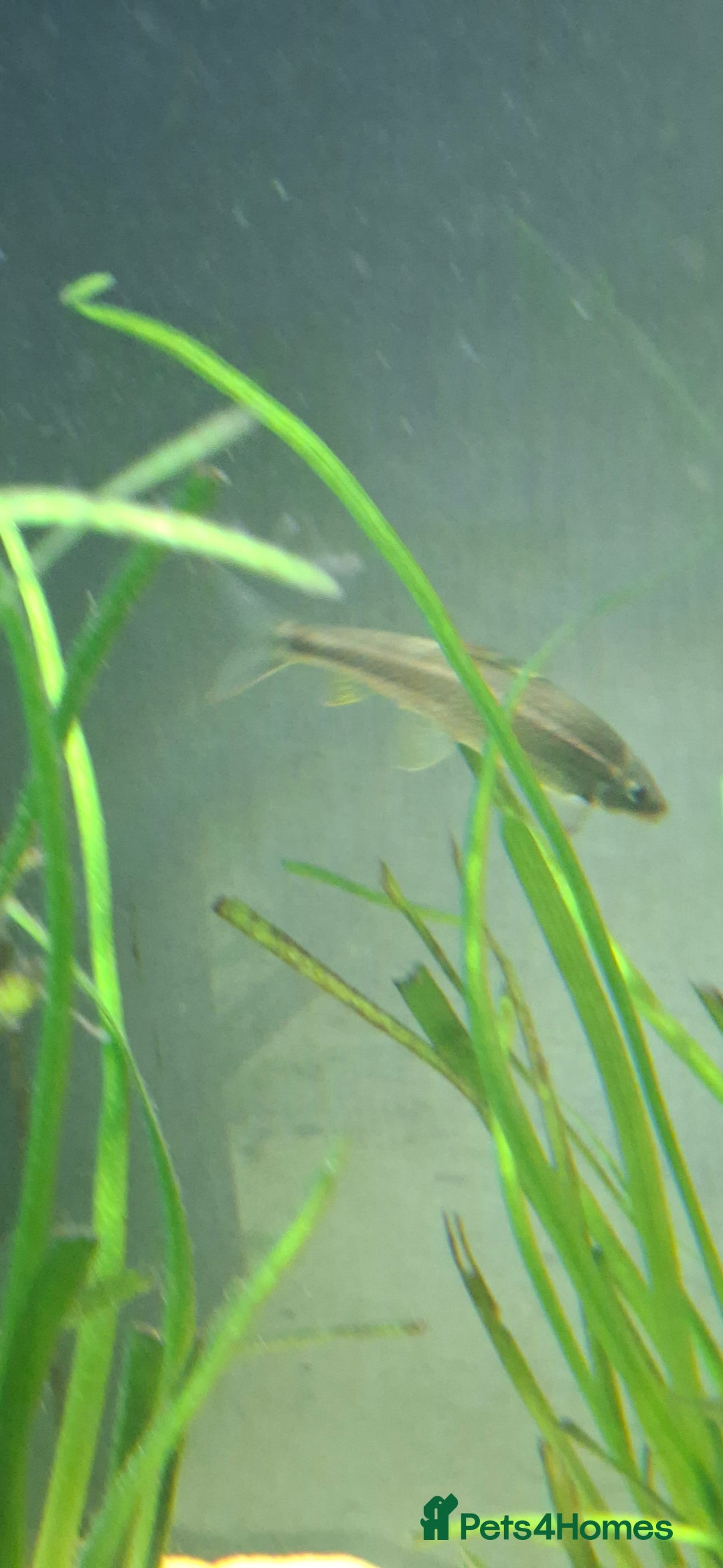 Catfish fish for sale: Catfish  - Advert 20