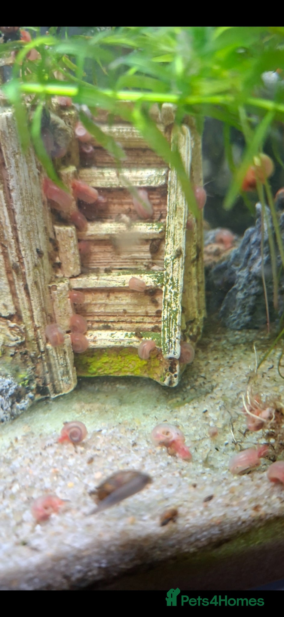 Snails fish Red ramshorn snails - Advert 1