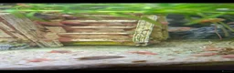 Snails fish for sale: Red ramshorn snails - Advert 1
