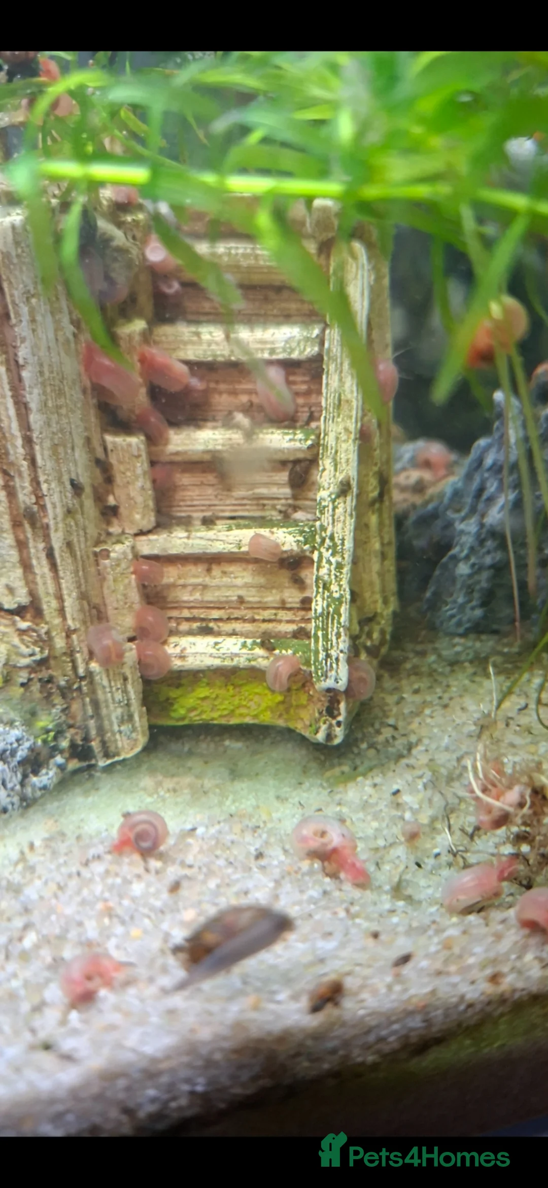 Snails fish for sale: Red ramshorn snails - Advert 1