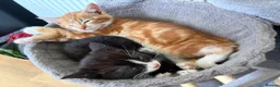 Mixed Breed cats for sale: Beautiful kittens for sale  in Bodorgan - Advert 8