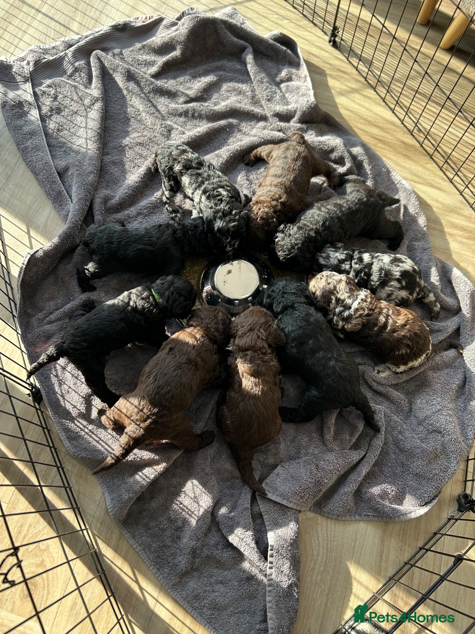 Labradoodle dogs Labradoodle puppies LAST 4 remaining! - Advert 5