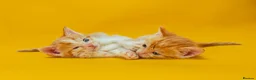Mixed Breed cats for sale: Orange / ginger male kittens  in Stonehouse - Advert 3