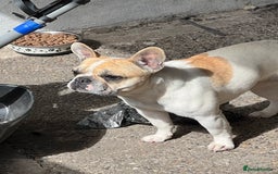 French Bulldog dogs for sale: Female frenchy - Image 4