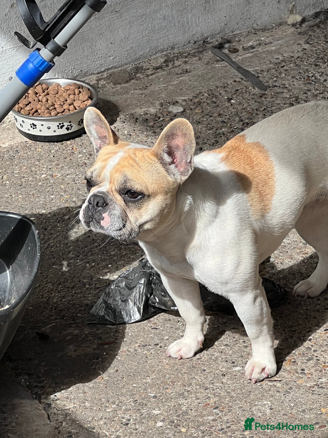 French Bulldog dogs for sale: Female frenchy - Image 4