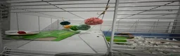 Hamster rodents for sale: Adorable friendly Hamster  in Llanelli - Advert 7