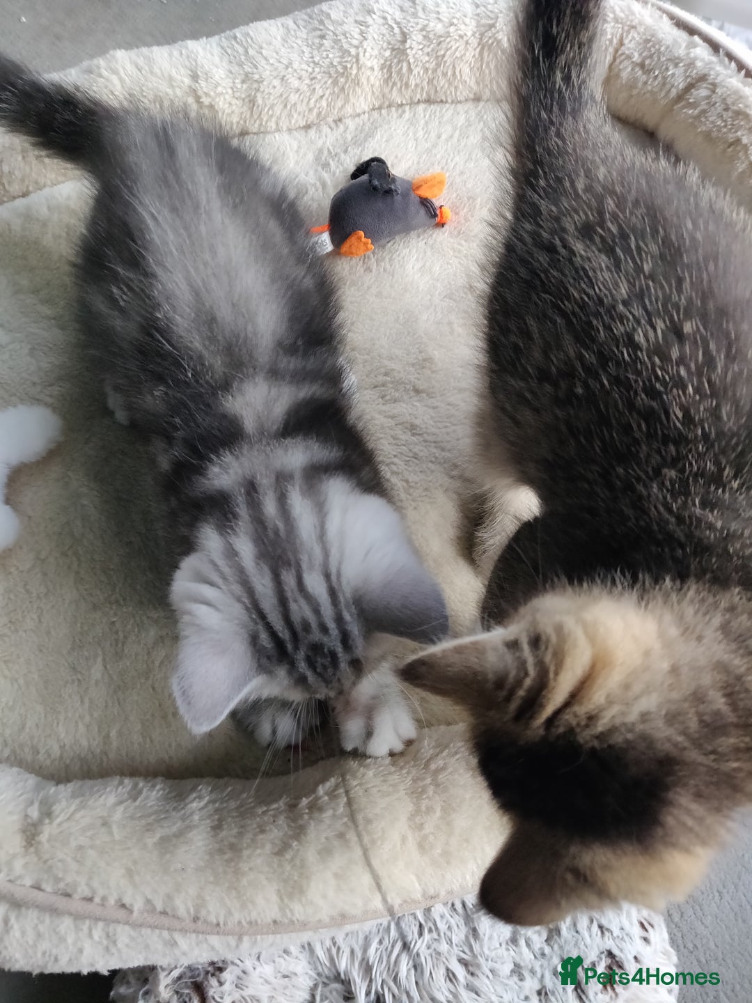 British Shorthair cats for sale: British Shorthair kittens - Image 22