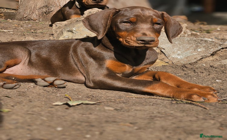 Dobermann dogs - Advert 1