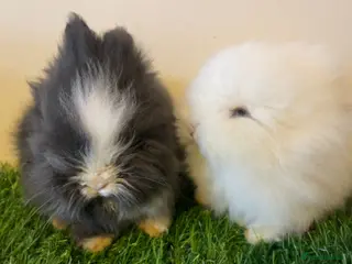 Lionhead rabbits Stunning Boys 💙💙❤️ - Advert 5