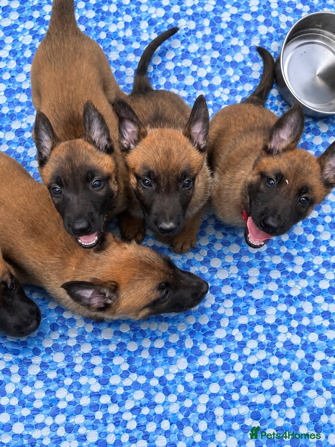 Belgian Shepherd Dog dogs Malinois Puppies 7 weeks ‼️ - Advert 1