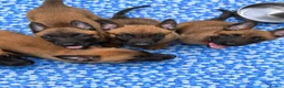 Belgian Shepherd Dog dogs for sale: Confident Mali Pups  **   ‼️ - Advert 2