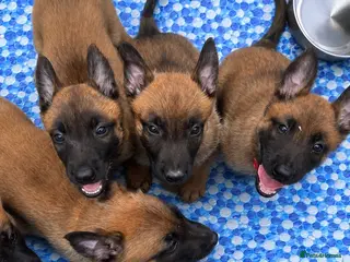 Belgian Shepherd Dog dogs Malinois Puppies 7 weeks ‼️ - Advert 1