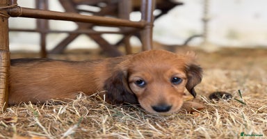 Dachshund dogs - Advert 9