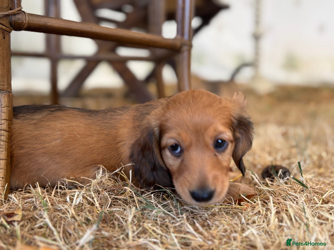 Dachshund dogs for sale: 2 American Red Long Haired Dachshund Puppies - Image 27