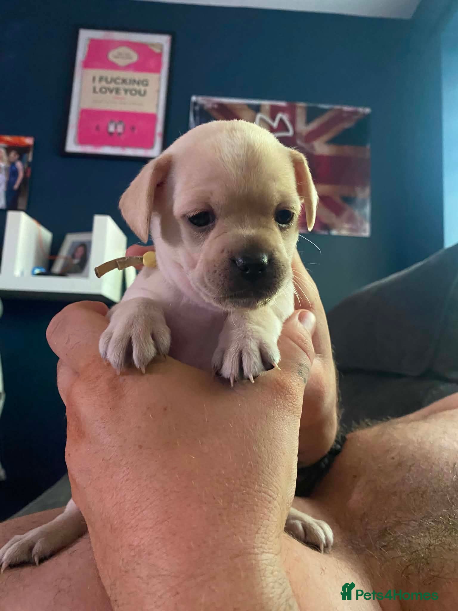 Mixed Breed dogs 1 GIRL LEFT Cheagle/frenchie FRENGAL puppies  - Advert 2