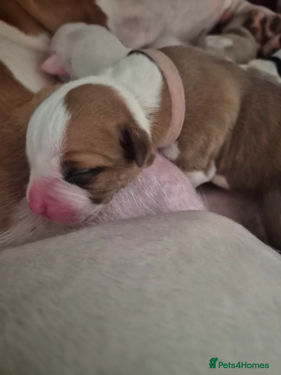 American Bulldog dogs for sale: 7 absolutely stunning puppies available  - Advert 2
