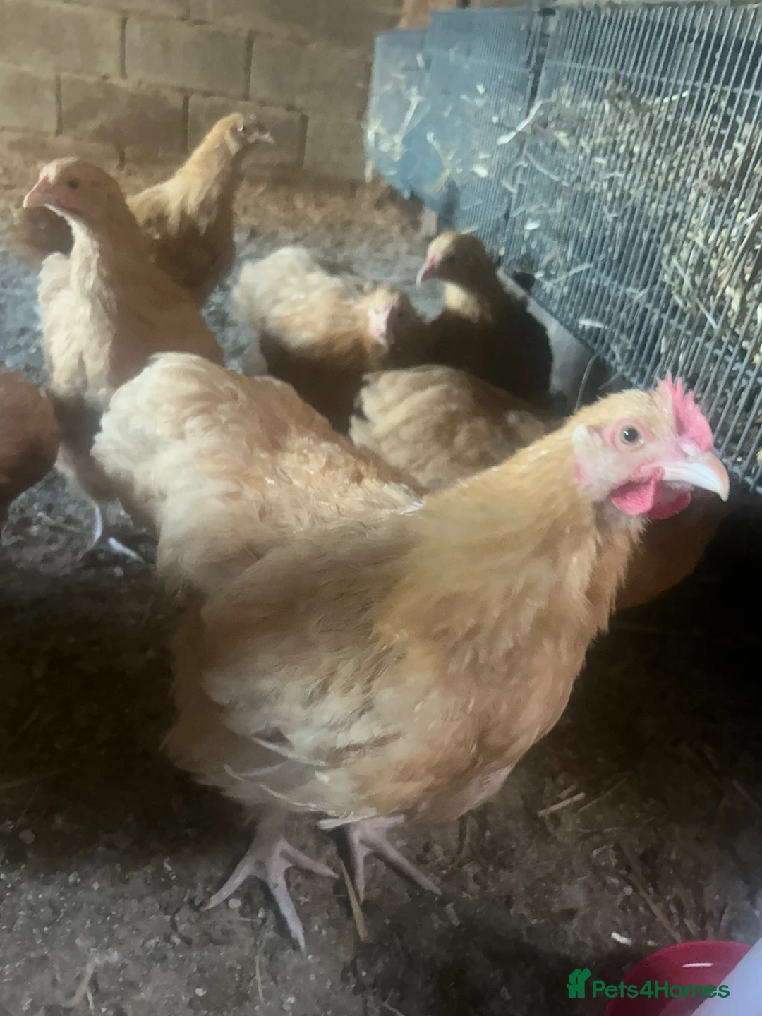 Chickens poultry for sale: 11 week old Buff Orpingtons - Advert 3