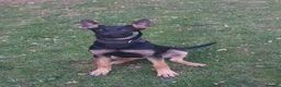 Belgian Shepherd Dog dogs for sale: Bella - Advert 2